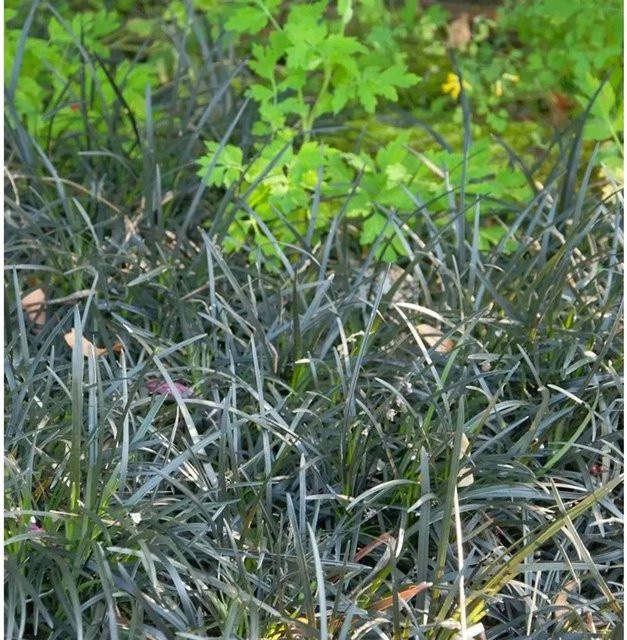 Dunkelblättriger Schlangenbart Ophiopogon planiscapus als pfarrbare Gartenpflanze in Schwarz und Violett - Bild 1