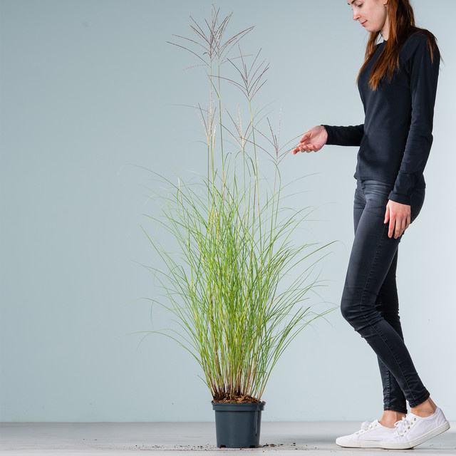 Chinaschilf Red Chief Miscanthus sinensis von BLUME2000 - Bild 1