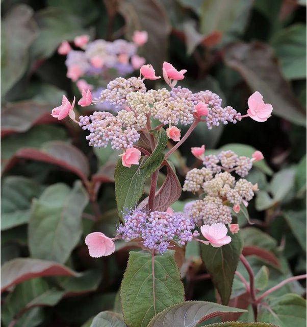Fellhortensie Hot Chocolate Hydrangea aspera in Braun und Grün, Höhe: 80-100 cm - Bild 1