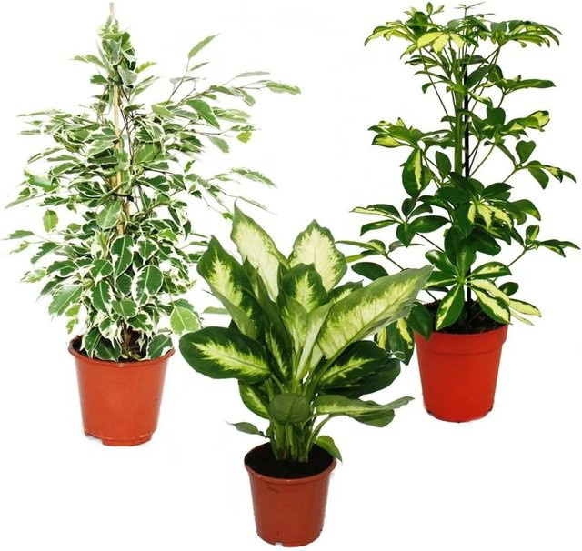 Exotenherz Zimmerpflanzen Trio Set mit 3 panaschierten Pflanzen: Dieffenbachia, Schefflera und Ficus in Weiß-Grün - Bild 1