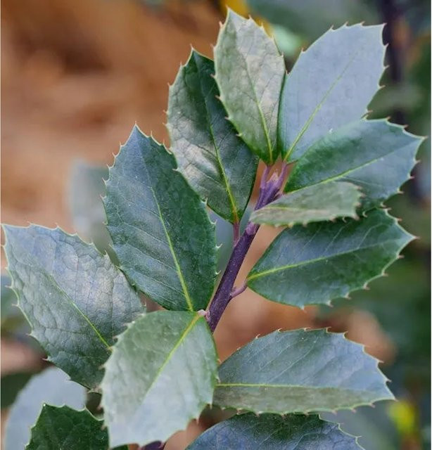 Hochstamm Stechpalme Ilex meserveae Heckenblau von Nr-01.de, Höhe: 80-100 cm - Bild 1