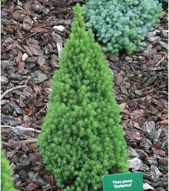 Zwerg Zuckerhutfichte Picea glauca von Die Nr-01.de in Grün, Höhe: 65 cm - Bild 1