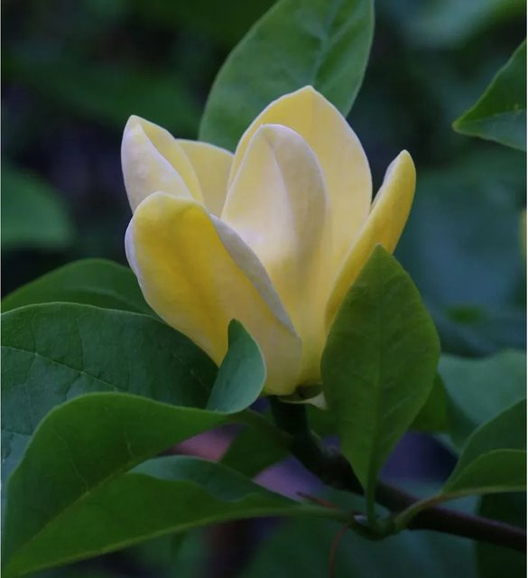 Magnolia Blue Opal Magnolia acuminata Strauch in Blau und Gelb, Höhe: 40-60 cm - Bild 1