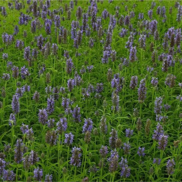 KasKaschmir Katzenminze Neptune Nepeta nervosa Gartenpflanze in Blau - Bild 1