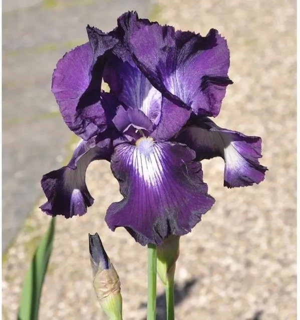 Schwertlilie Exotic Isle Iris barbata lila Beetpflanze von Nr-01.de - Bild 1