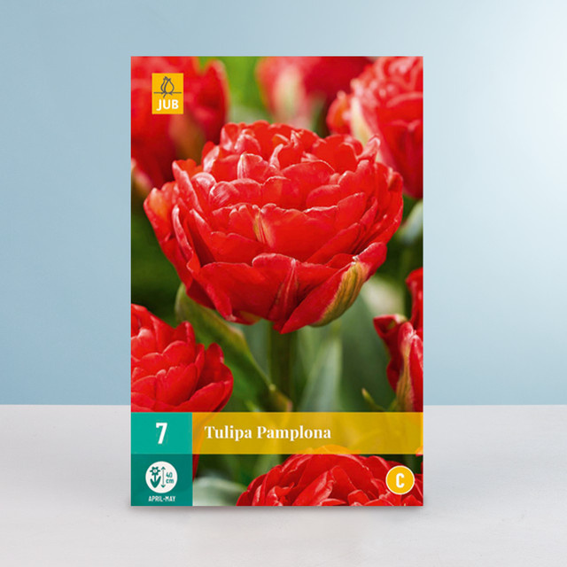 BLUME2000 Gefüllte frühe Tulpe Pamplona Zwiebeln für Frühlingsbeete und Blumenkübel, 7 Stück - Bild 1