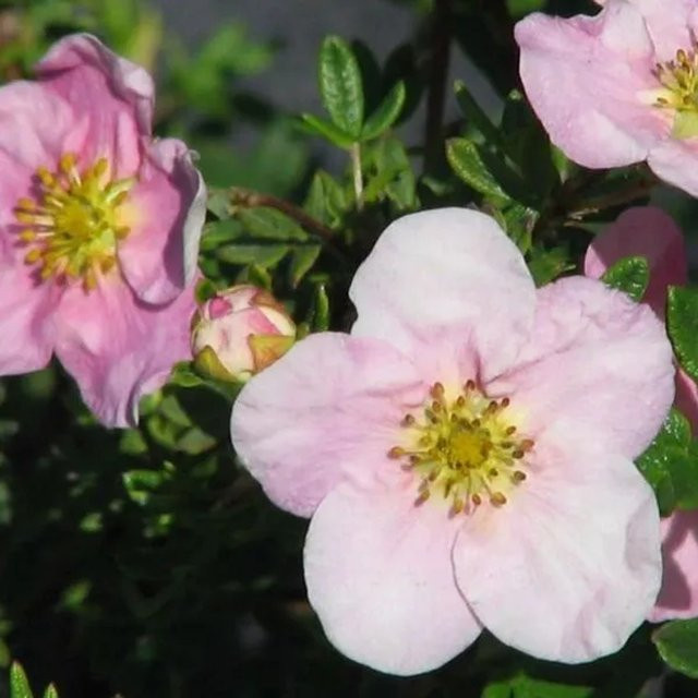 Arborix Fingerstrauch Pink Queen Potentilla fruticosa mit rosa Blüten im Container - Bild 1