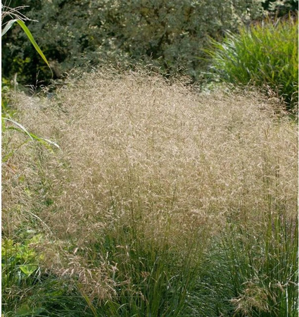 Waldschmiele Goldtau Deschampsia cespitosa Gold Ziergras für das Freiland