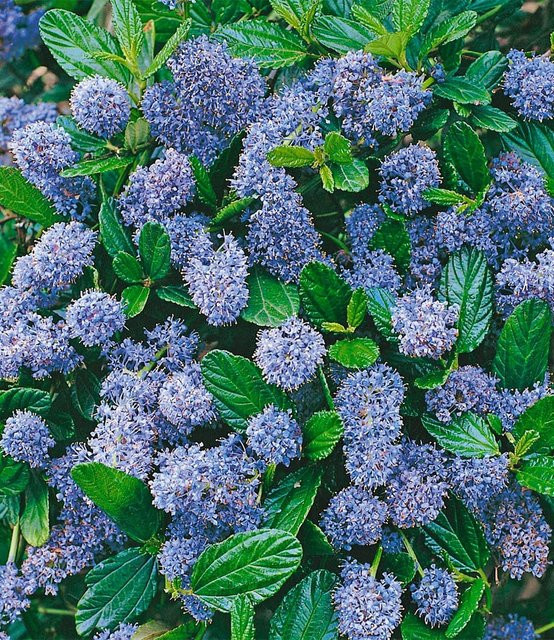 Blauer Ceanothus Blue Mound Zierstrauch - Bild 1