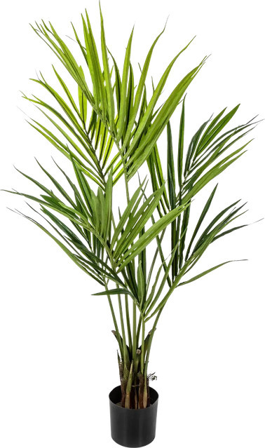 Künstliche Kentia Palme Cataleya von Aplanta, Höhe: 140 cm - Bild 1