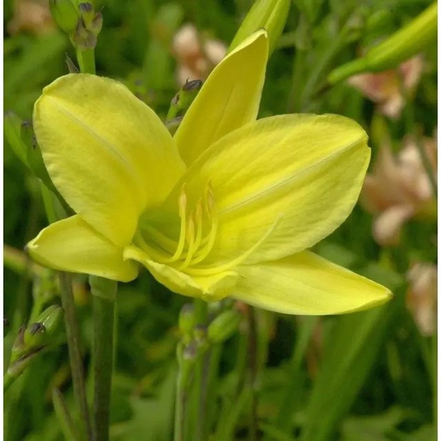 Taglilie Rundblick Hemerocallis als mehrjährige Beetpflanze für den Garten - Bild 1