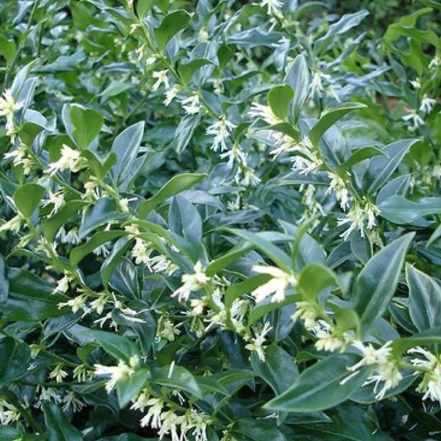 Arborix Sarcococca confusa Schleimbeere Immergrüner Zierstrauch im Container - Bild 1