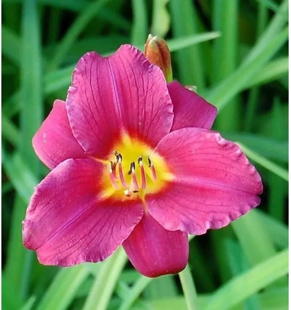 Hemerocallis Taglilie Pardon Me in Pink von Nr-01.de als mehrjährige Beetpflanze - Bild 1