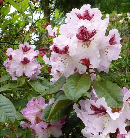 INKARHO Rhododendron Herbstfreude Alpenrose, rosa Zierstrauch, Höhe: 40-50 cm