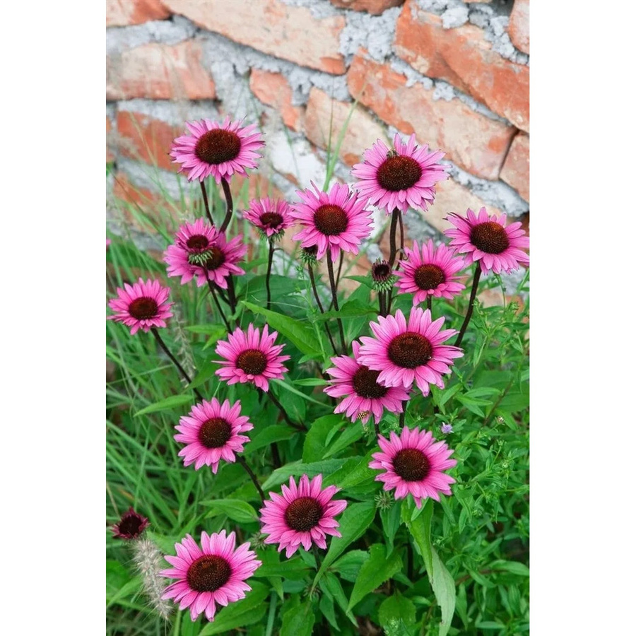 Echinacea Purpurea Fatal Attraction R Purpur Sonnenhut im Topf, Farbe: Pink - Bild 2