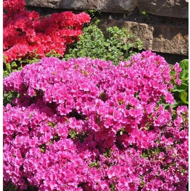Japanische Azalee Multiflorum Rhododendron obtusum in Rosa als Topfpflanze - Bild 1