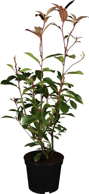 GROW by OBI Glanzmispel Red Robin Photinia Heckenpflanze, Höhe: 60 - 80 cm - Bild 1
