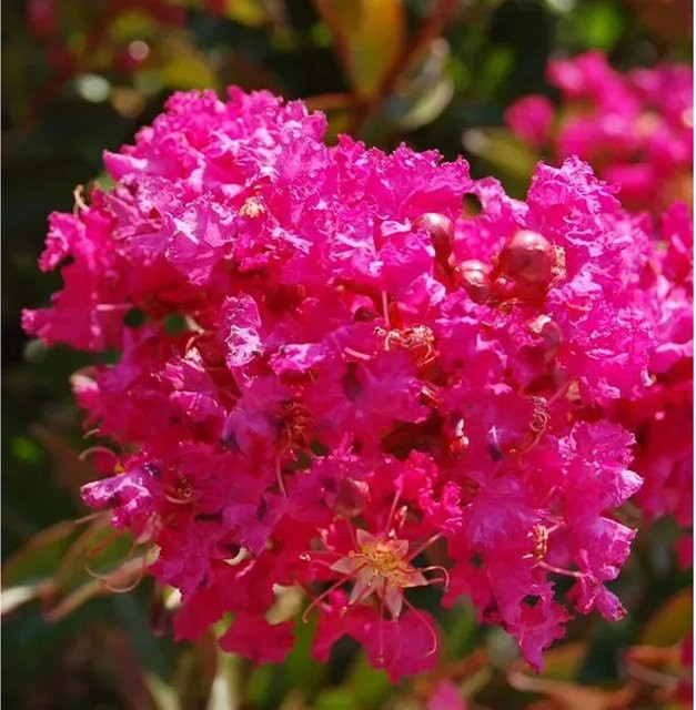 Chinesische Kräuselmyrte Berry Dazzle Lagerstroemia indica in Pink, Höhe: 60-80 cm - Bild 1