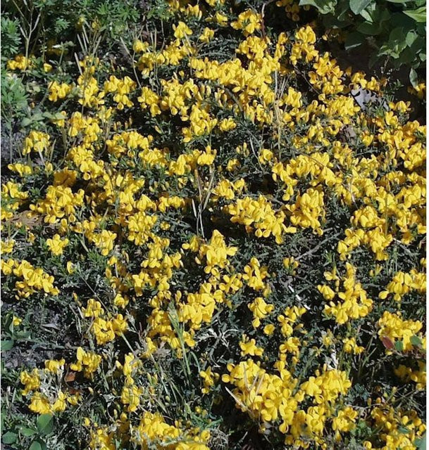 Genista Porlock Ginster in Gelb und Grün, Höhe: 20-30 cm - Bild 1