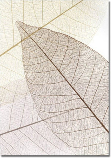 TPFLiving Luxus Poster Leinwand Ginkgo-Blatt in Beige und Weiß, Modell B, Breite: 50 cm, Höhe: 70 cm - Bild 1