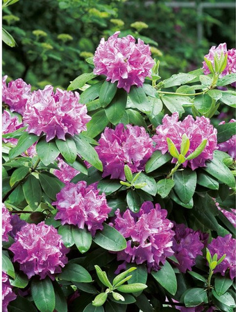 GROW by OBI Rhododendron Roseum Elegans in Rosa, Zierstrauch im 5l Topf, Höhe ca. 30-40 cm