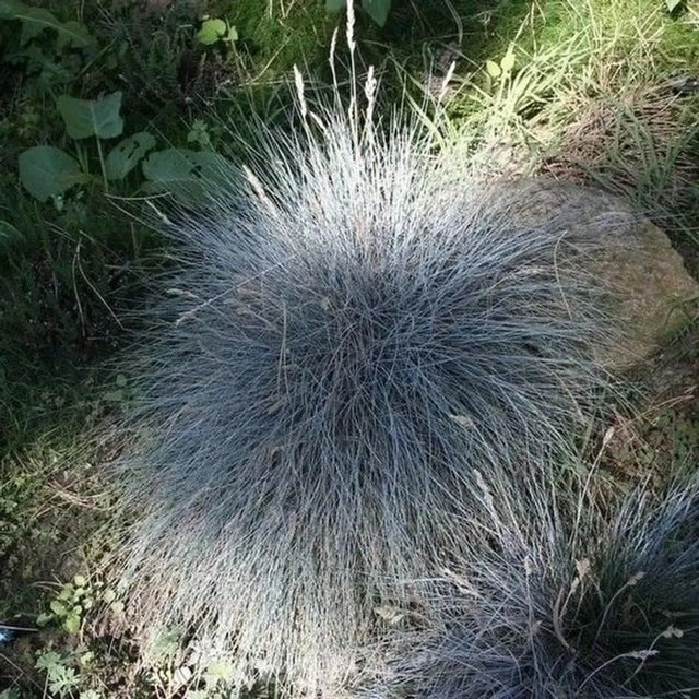 Walliser Schafschwingel Glaucantha Festuca valesiaca blaue Staude im Topf - Bild 1