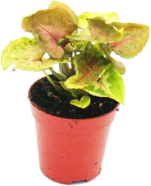 Exotenherz Syngonium Purpurtute Minipflanze als Zimmerpflanze in Grün und Purpur im 5,5 cm Topf - Bild 1