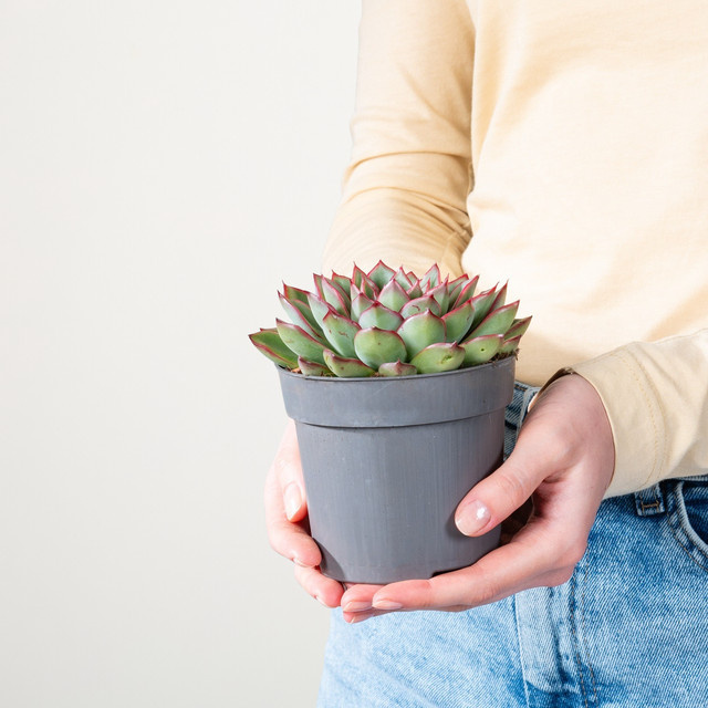 Echeveria Skat Sukkulente von BLUME2000 für sonnige Standorte in Wohnzimmer oder Wintergarten - Bild 1