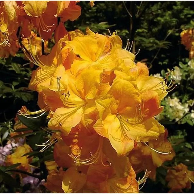 Azalee Klondyke Rhododendron luteum Alpenrose von Nr-01.de, Höhe: 50-60 cm - Bild 1
