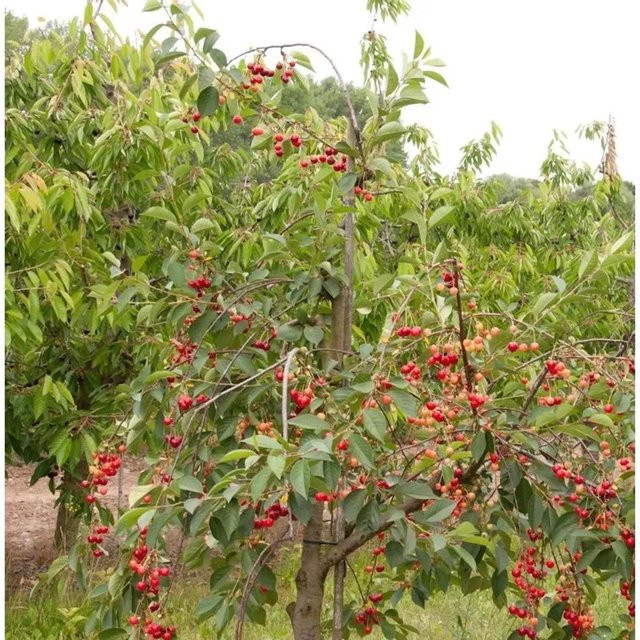 Nr-01.de Schattenmorellen Sauerkirsche Prunus cerasus Obstbaum für den Garten - Bild 1