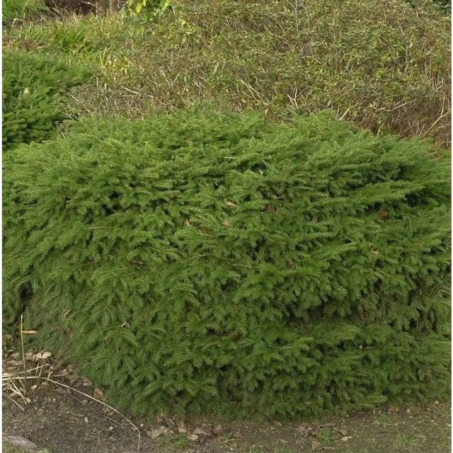 Nestfichte Nidiformis Picea abies von Nr-01.de in Grün, Höhe: 40-50 cm - Bild 1