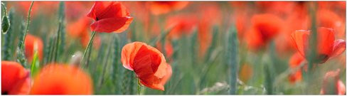 mySPOTTI Küchenrückwand Mohn in Rot aus Aluverbund, Breite: 220,0 cm, Höhe: 60,0 cm - Bild 1