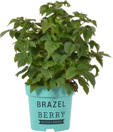 Rubus BrazelBerry Himbeere Raspberry Shortcake Beerenstrauch im Topf, Höhe: 25-30 cm