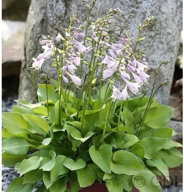 Hosta fortunei Funkie Stenantha grüne Staude von Nr-01.de - Bild 1