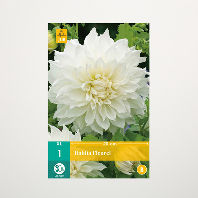 Großblumige Dahlie Fleurel Knolle von BLUME2000 - Bild 1