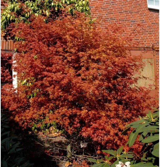 Rotaustreibender Fächerahorn Deshojo Acer palmatum in Rot, Höhe: 40-60 cm - Bild 1