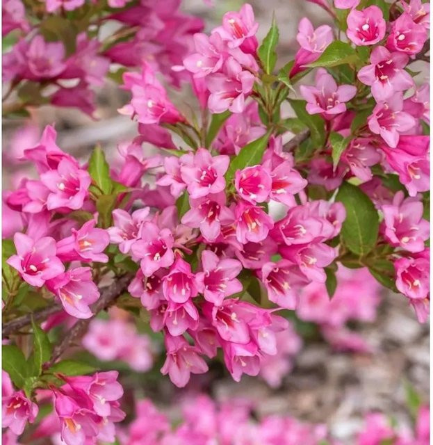 Weigela florida Ruby Queen Ziergehölz in Rot und Pink - Bild 1