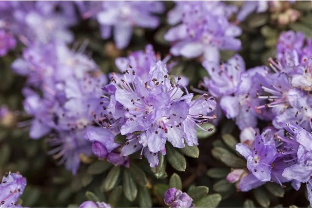 Lila Zwerg-Rhododendron Impeditum als Zierstrauch für den Garten, Höhe: 40–50 cm - Bild 1