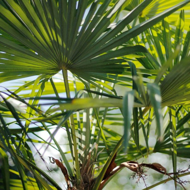 Hanfpalme Trachycarpus im Topf von Mein schöner Garten Shop, grün - Bild 1