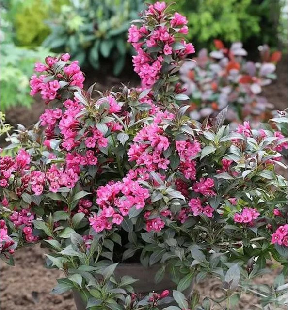 Weigela florida Minor Black Ziergehölz in Pink und Schwarz, Höhe: 30-40 cm - Bild 1