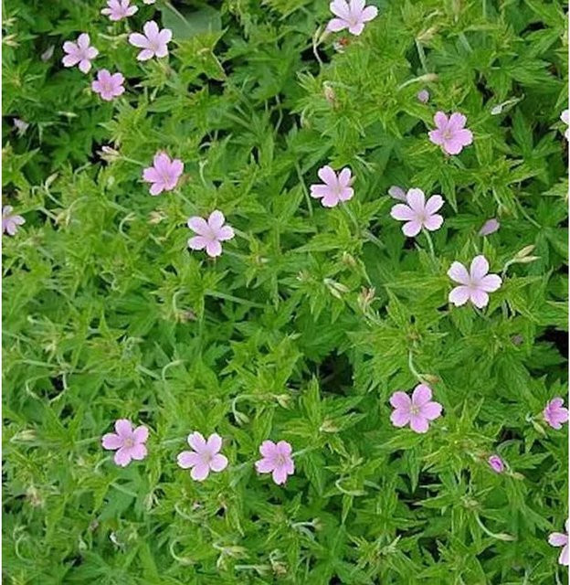 Rosa Storchschnabel Geranium endressii als pflegeleichter Bodendecker für deinen Garten - Bild 1