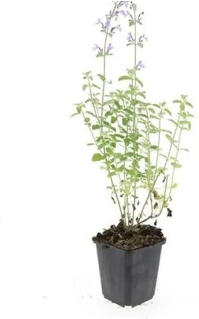 Exotenherz Katzenminze Nepeta Faassenii Walkers Low, 12 pflegeleichte Stauden im 9cm Topf, Blau-Grau-Violett - Bild 1