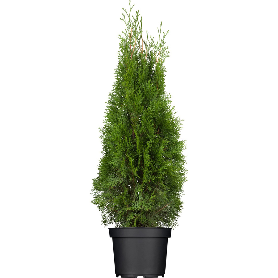 Lebensbaum Smaragd Set aus 24 Stück Thuja occidentalis Heckenpflanzen für Beeteinfassungen, Höhe: 60 - 80 cm - Bild 2