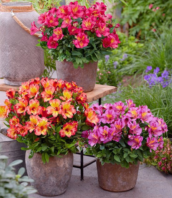 Winterharte Alstromeria-Kollektion Incalys im 12 cm XL-Topf - Bild 1