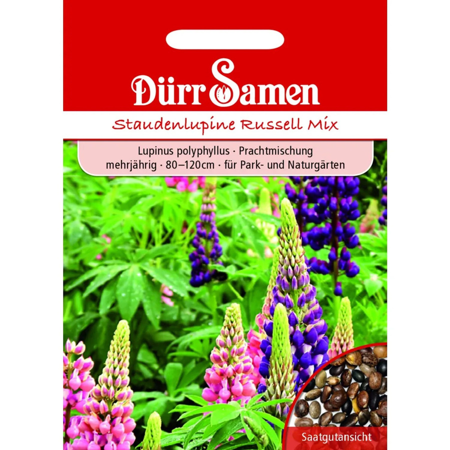 Dürr Staudenlupine Prachtmischung Mehrjähriges Saatgut für Bauerngärten und Naturgärten - Bild 2