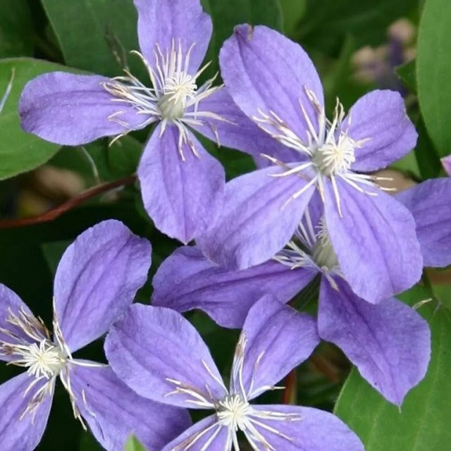 Clematis Waldrebe Arabella von Arborix in Blau-Lila, mehrjährige Gartenpflanze im Container, Höhe: 50 bis 60 cm - Bild 1