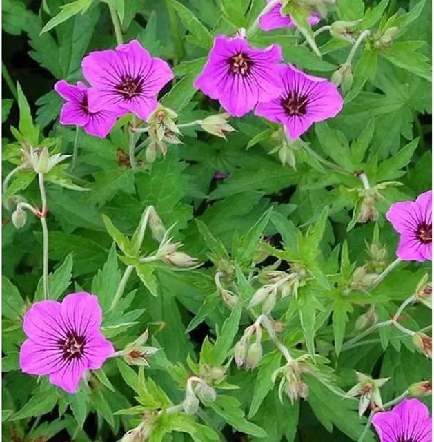 Schwarzäugiger Storchschnabel Patricia Geranium psilostemon als mehrjährige Gartenpflanze von Nr-01.de - Bild 1