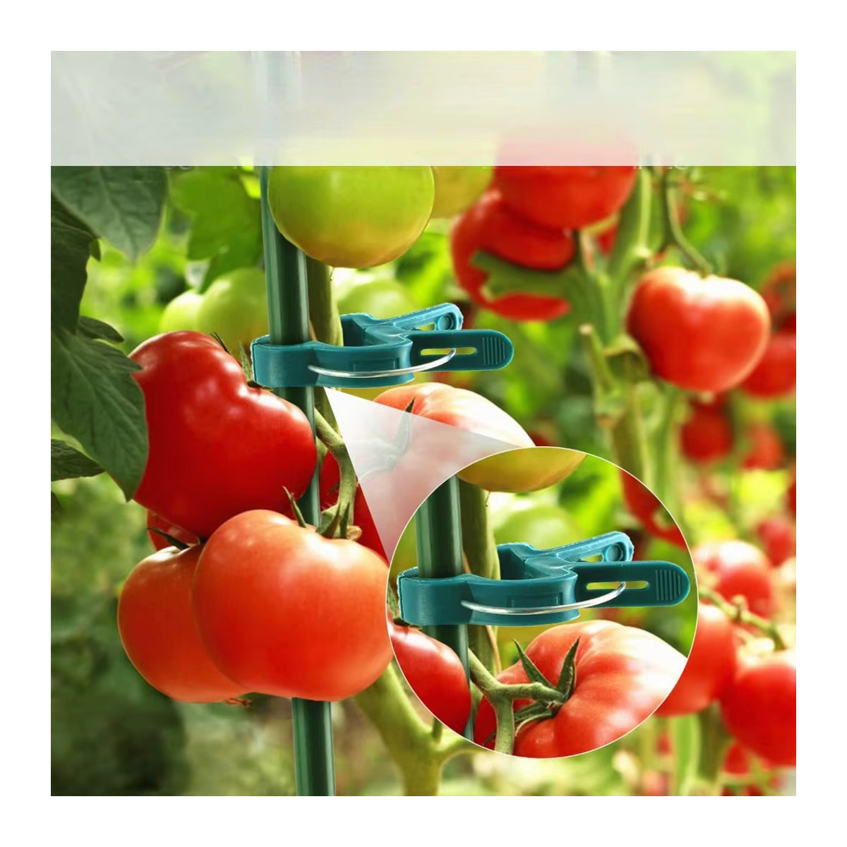 10 wiederverwendbare Pflanzenclips mit acht Schnallen, wetterfest und rostfrei, ideal zur Stützung von Tomaten, Gurken, Paprika und Melonen - Bild 2