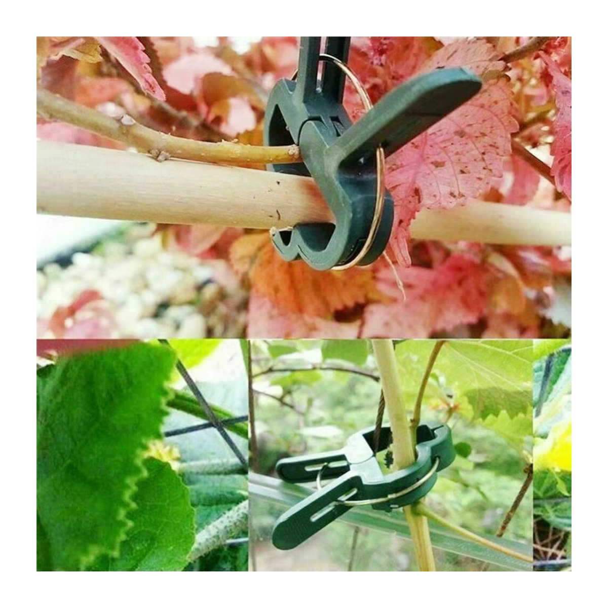 10 wiederverwendbare Pflanzenclips mit acht Schnallen, wetterfest und rostfrei, ideal zur Stützung von Tomaten, Gurken, Paprika und Melonen - Bild 4