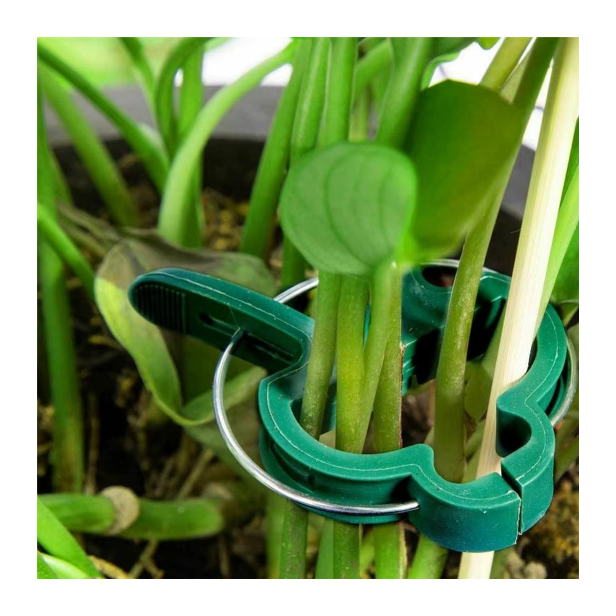 10 wiederverwendbare Pflanzenclips mit acht Schnallen, wetterfest und rostfrei, ideal zur Stützung von Tomaten, Gurken, Paprika und Melonen - Bild 5
